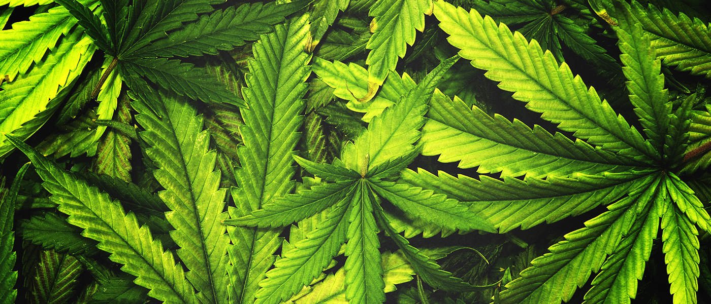 Canadian Farmers' Shift Towards Growing Marijuana Draws Protests