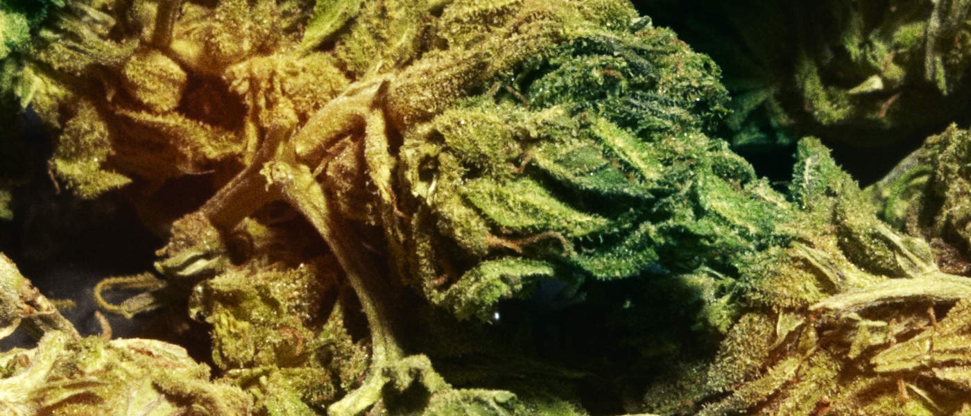 Concerns Grow In Canada About Marijuana Overproduction and Oversupply