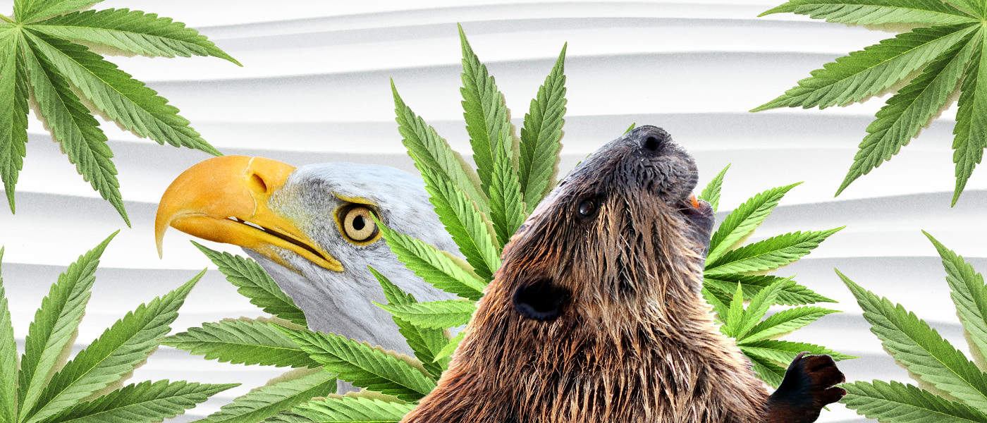 Cannabis Legalization in North America and the Economics of the Opioid Crisis