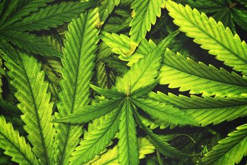 marijuana / cannabis / weed / pot / dagga - mj