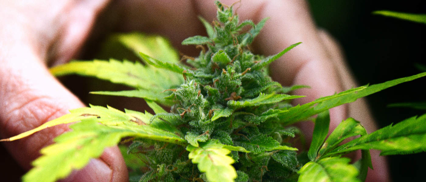 Emerald Health Therapeutics Fulfills First Full Shipments Of Cannabis Products