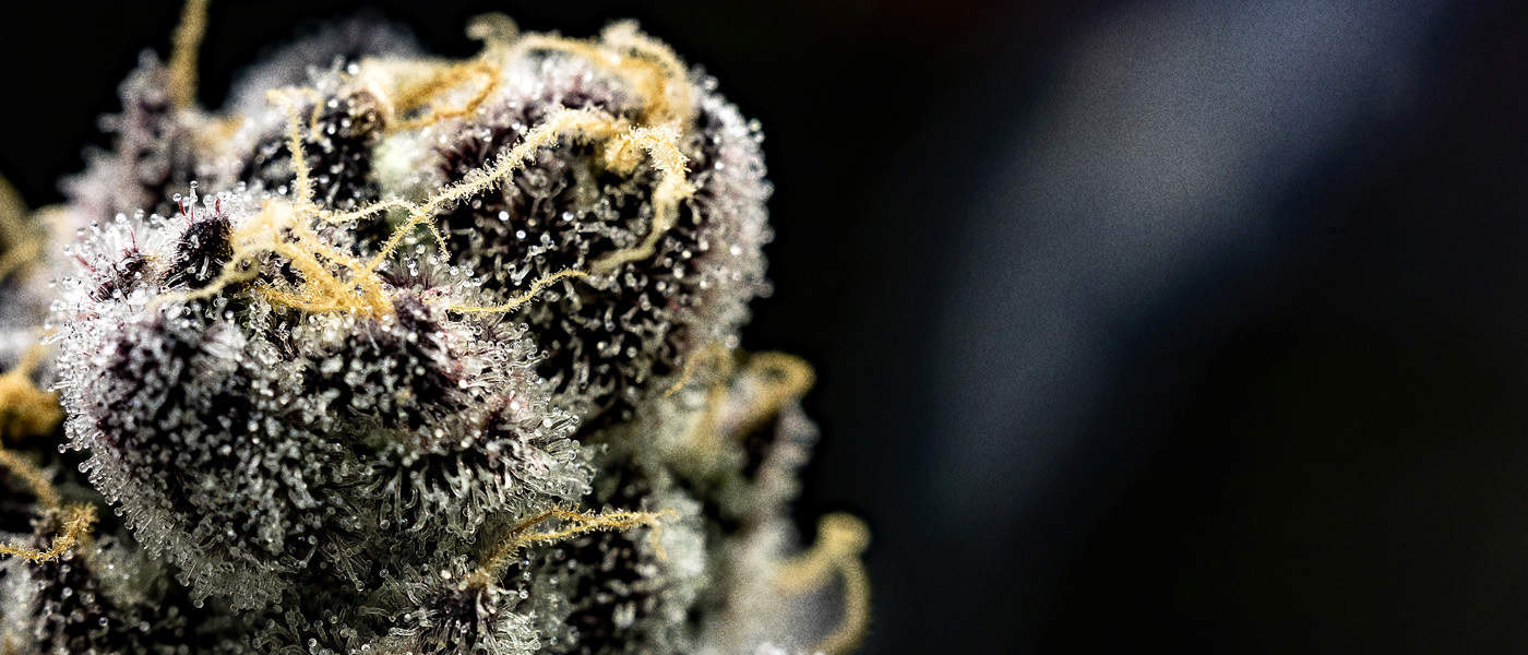 Marijuana Investor Roundup: Analysis of the Week's Most Important Events (September 22, 2018)