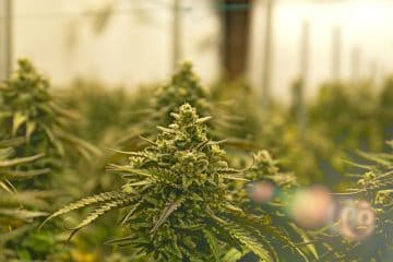 mj - marijuana growing in greenhouse